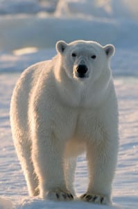 Polar bear, Spitsbergen, Norway