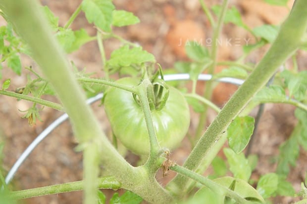 Growing Cherokee Purple Tomatoes