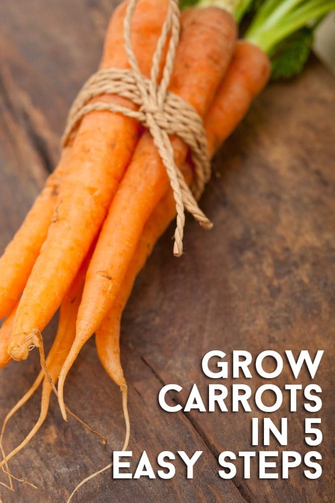 Grow Carrots in 5 Easy Steps