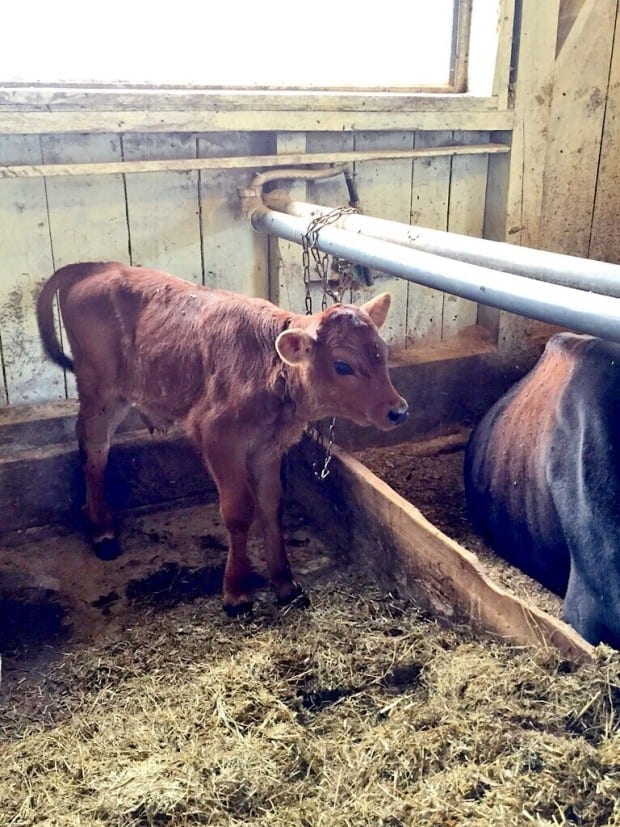 One day old calf